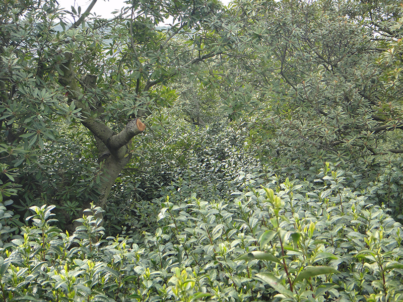 Durch verschiedene Bäume und hohe Biodiversität gut geschützte Teebüsche für Bi Luo Chun