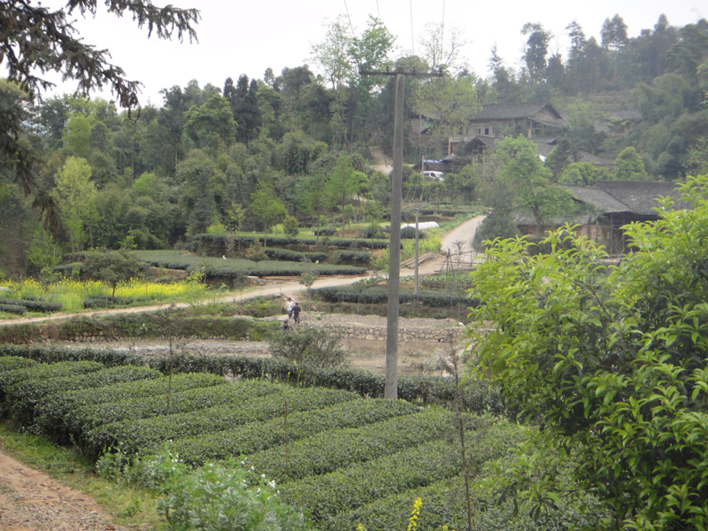 Teegärten in Mingshan, Sichuan; in der Nähe werden Meng Ding Gan Lu und Meng Ding Mao Feng gepflückt
