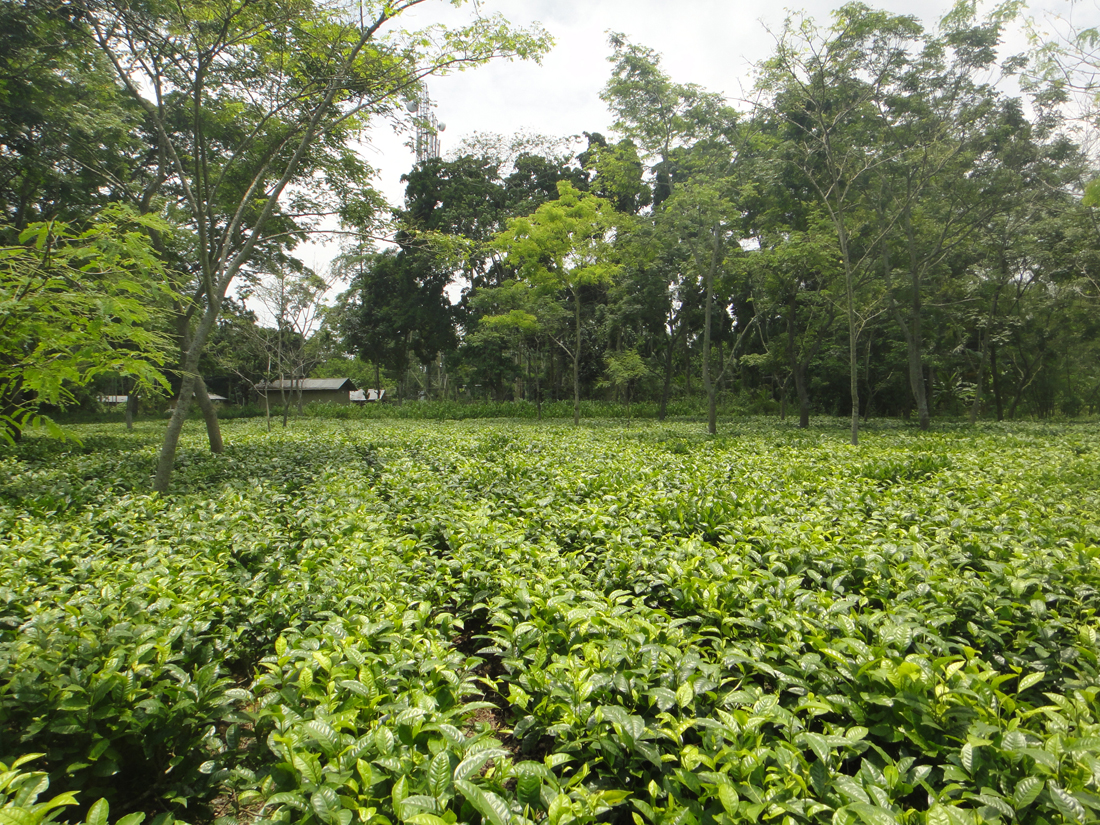 Teegarten mit S3A3 in Halmari