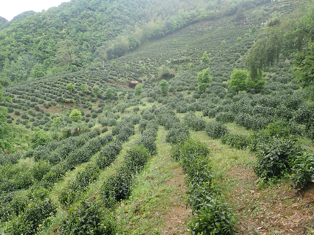 Teegarten für Songluo am Nordosthang vom Berg Songluoshan
