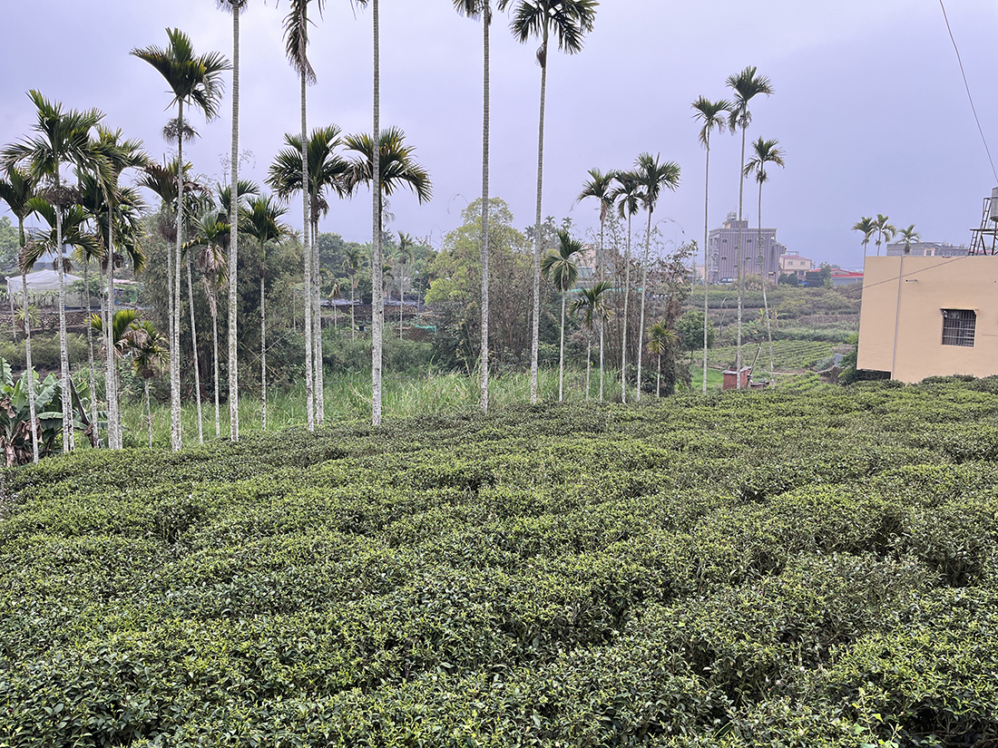 Ein dicht bepflanzter Teegarten
