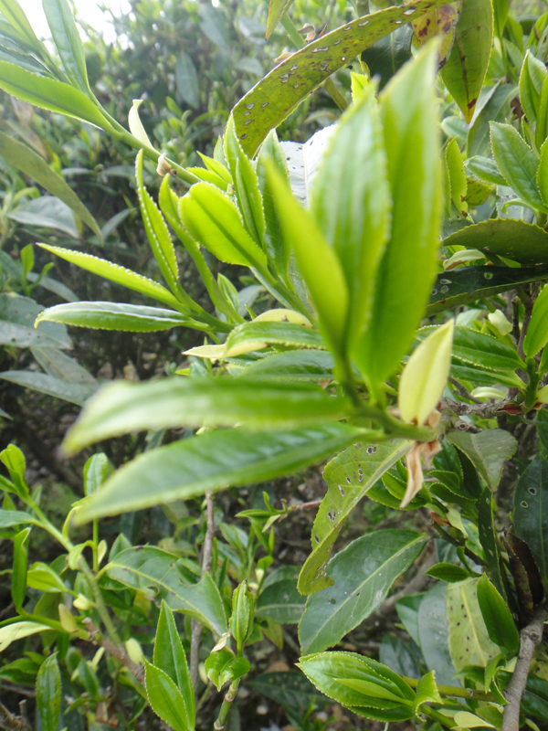 Grosse, saftige Blätter an einem Shuixian-Teebusch