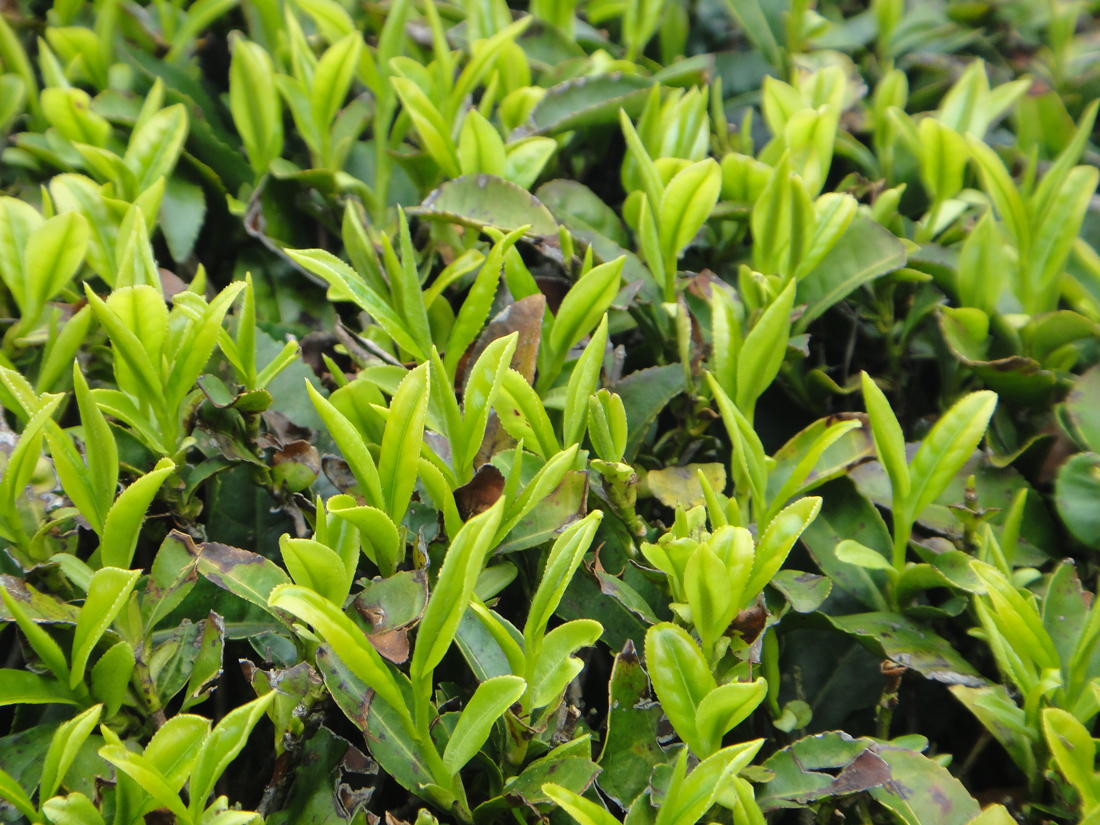 Ältere Teepflanzensorte mit grünen frischen Blättern