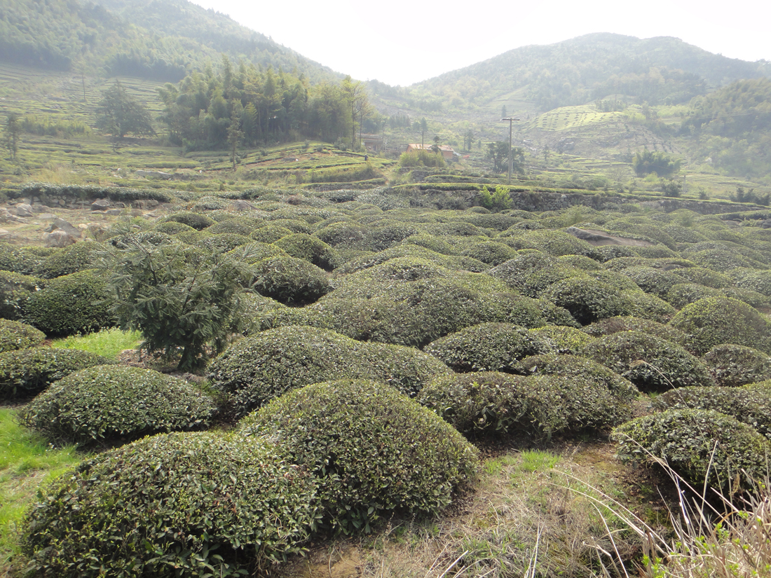 Pilzförmige Teebüsche einer alten Teepflanzensorte