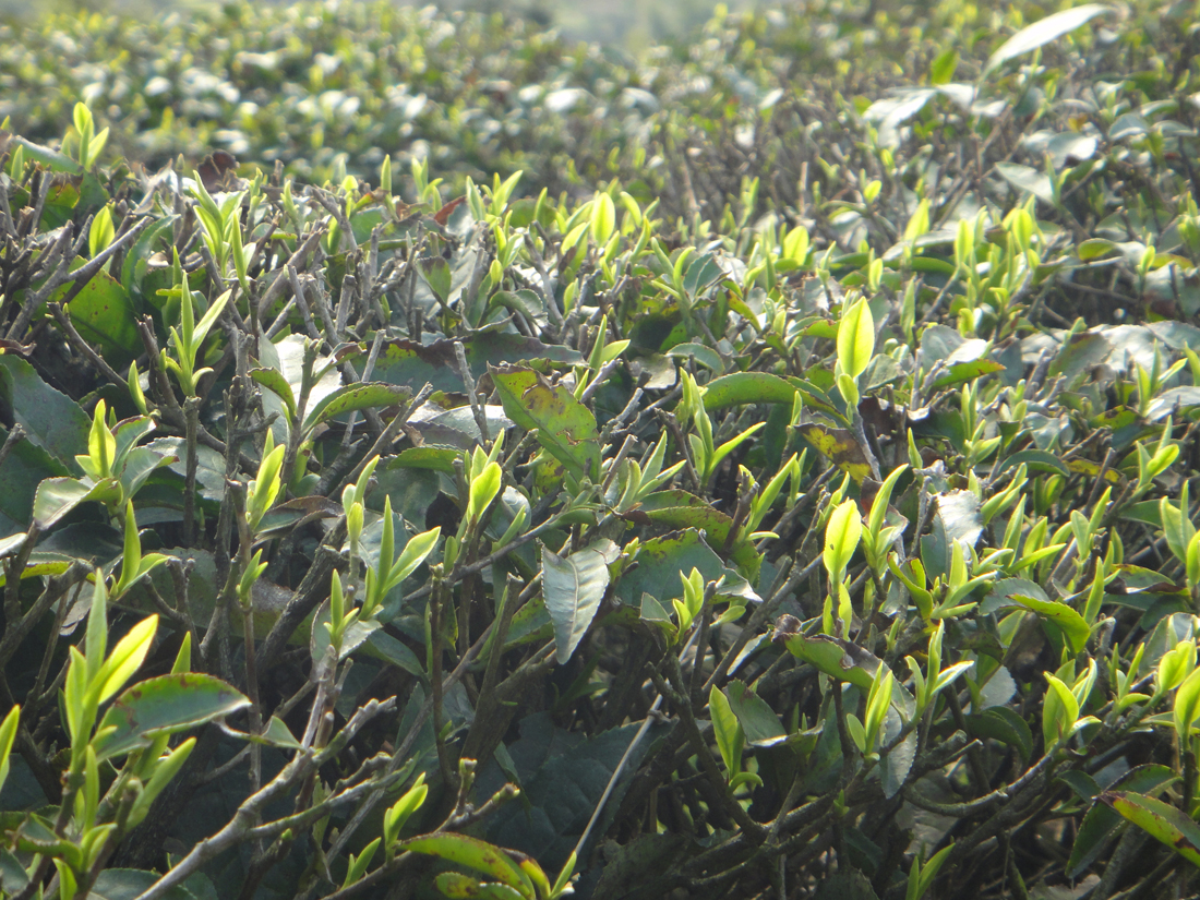 Neuere Teepflanzensorte mit weisslichen frischen Blättern