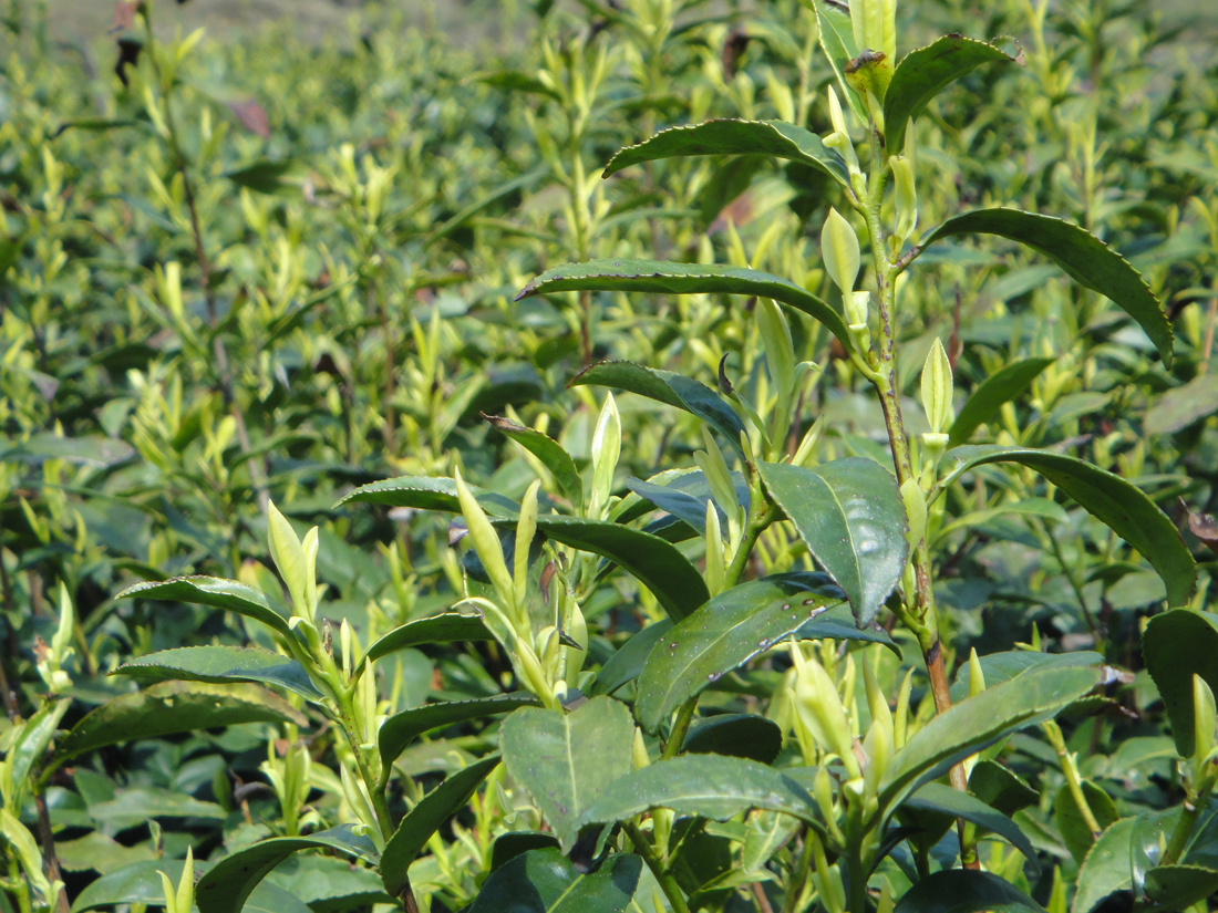 Weitere neuere Teepflanzensorte mit weisslichen frischen Blättern