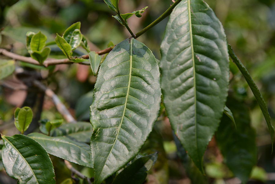 Blätter an einem alten Teebaum