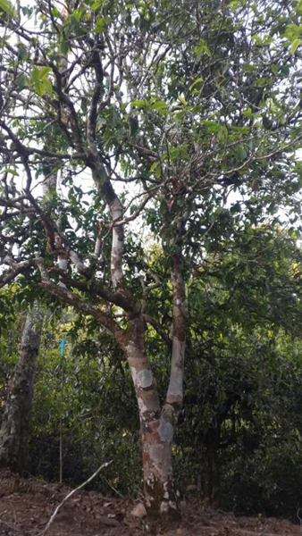 Alter Teebaum in Laobanzhang