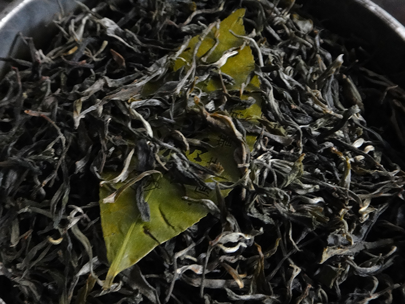 Maocha aus alten Teebäumen mit dem Neifei kurz vor dem Pressen