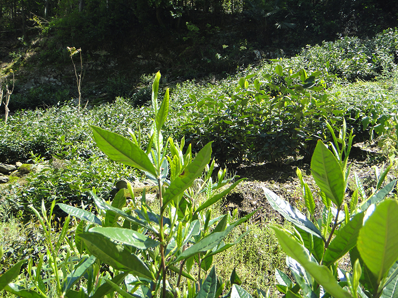 Grossgewachsene Blätter der Varietät Shidacha für Tai Ping Hou Kui