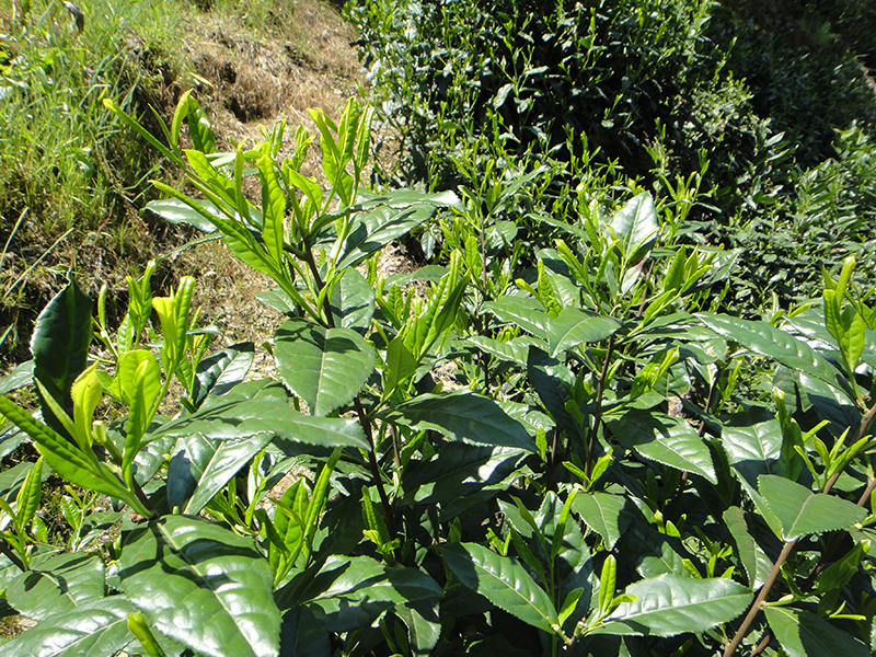 Neuere Teepflanzenvarietät mit sehr grossen Blättern