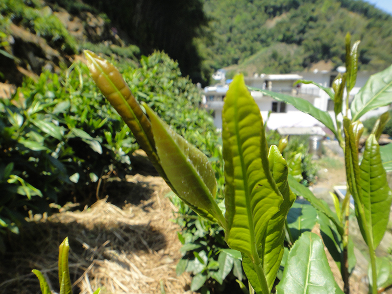Ältere Teepflanzenvarietät mit purpurfarbenen Blättern