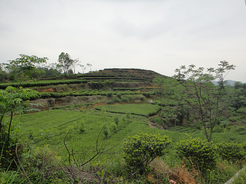 Teegarten in Chixi