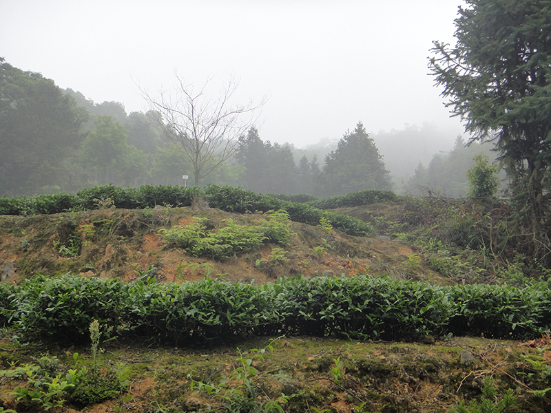 Teegarten in Anxi