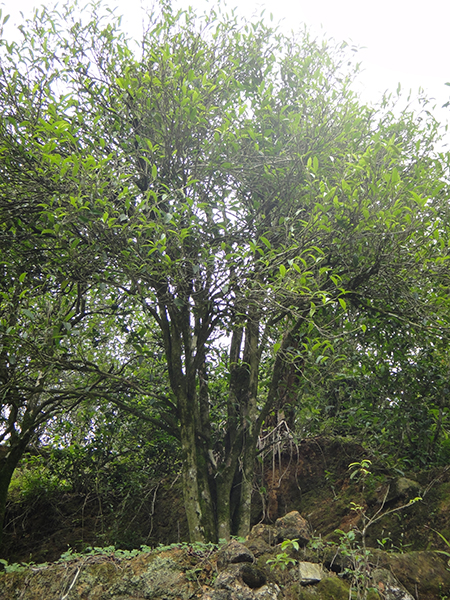 300-400jähriger Shuixian-Teebaum der Untervarietät Huang Zhi Xiang in Shiguping