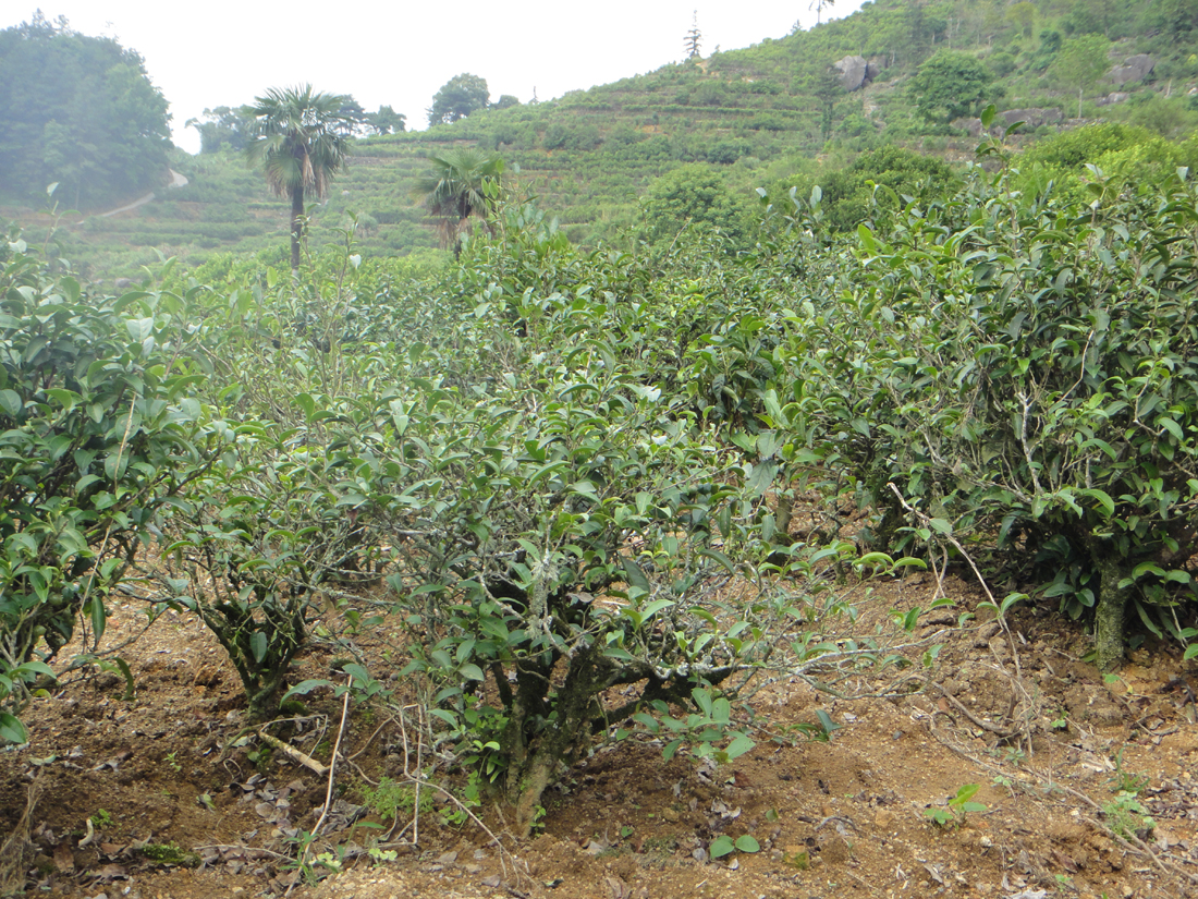 Teebüsche der Varietät Shiguping Wulong, die NICHT zu den Shuixian-Teepflanzen gehört