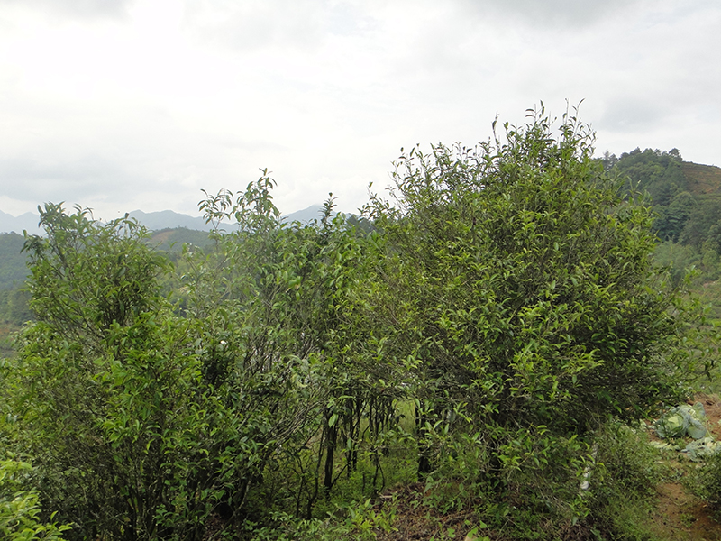 Ältere Shuixian-Teebäume der Untervarietät Huang Zhi Xiang
