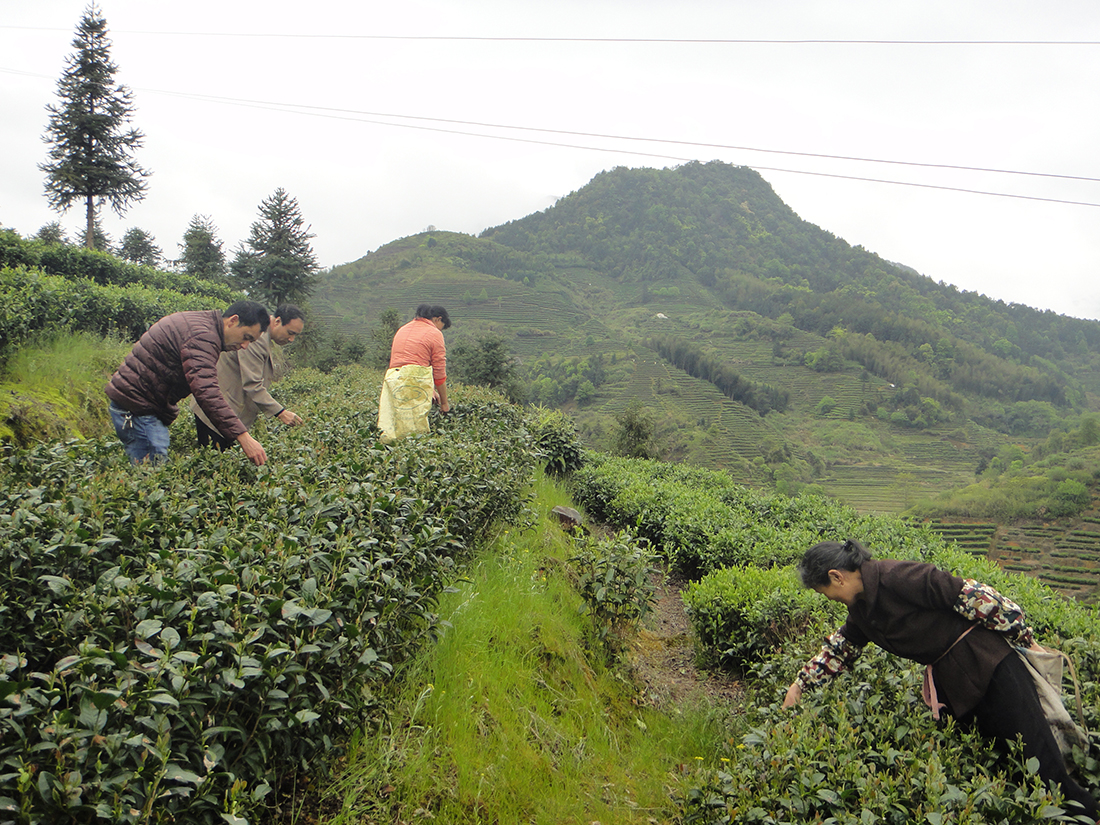 Teepflückerinnen in Tanyang