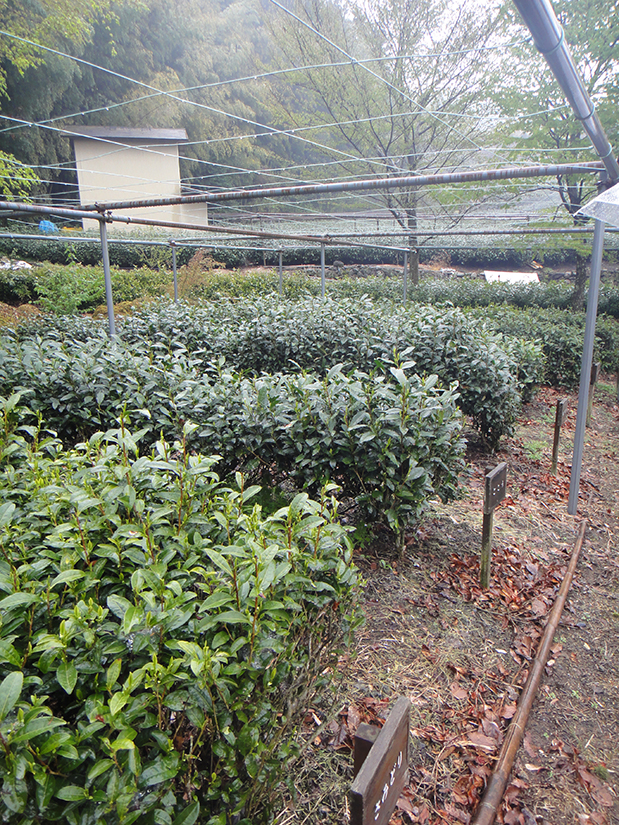 Japanischer Teegarten