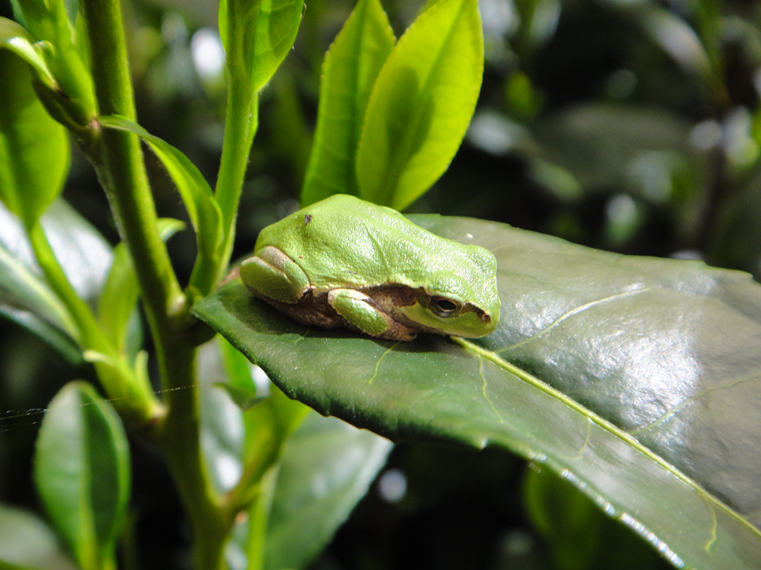 Ein kleiner Frosch auf einem Saemidori-Blatt