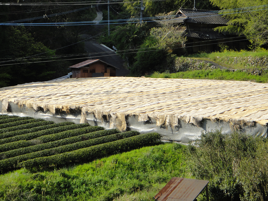 Ein weiterer abgedeckter Teegarten für Gyokuro oder Maccha