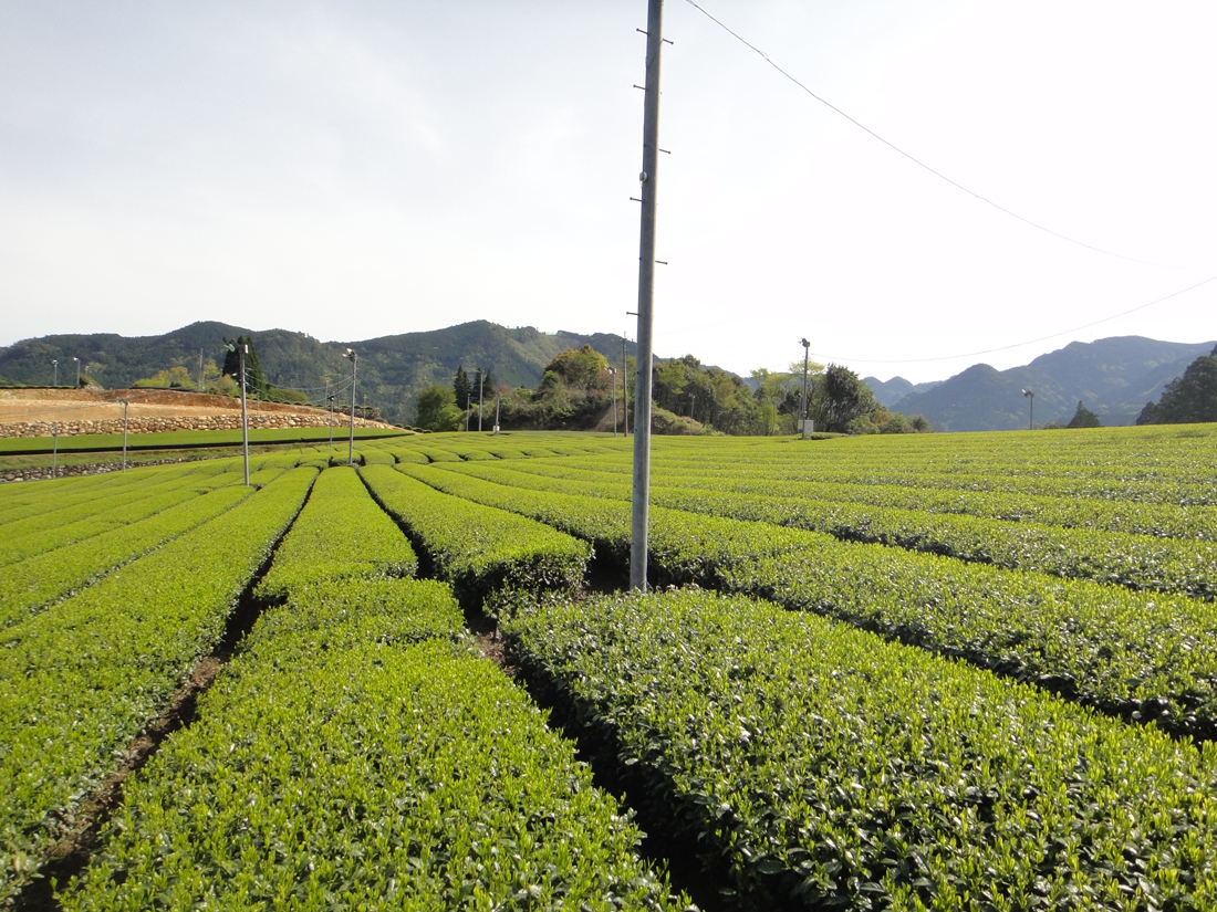 Teegarten in Yame