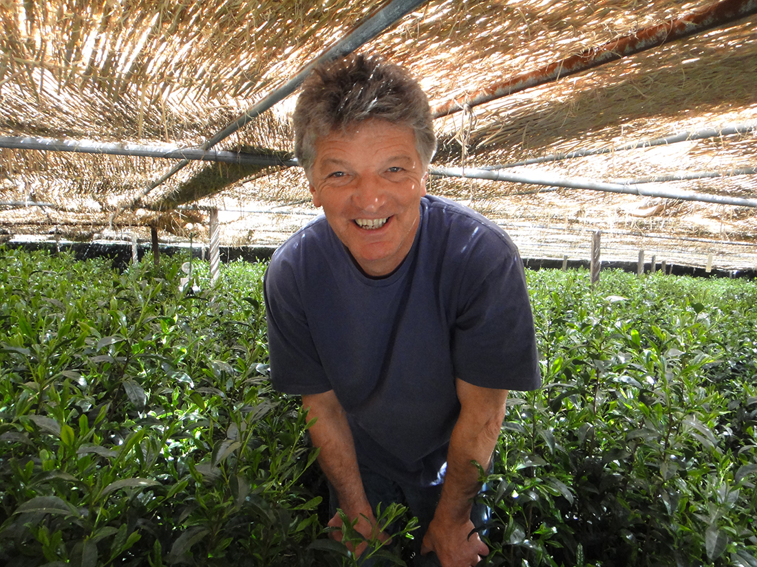 Gerhard Lange inmitten der Teepflanzen für den Gyokuro Gold Medal