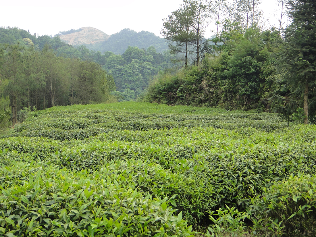 Blick über den Teegarten, verschiedene Varietäten anhand der Farbe sichtbar