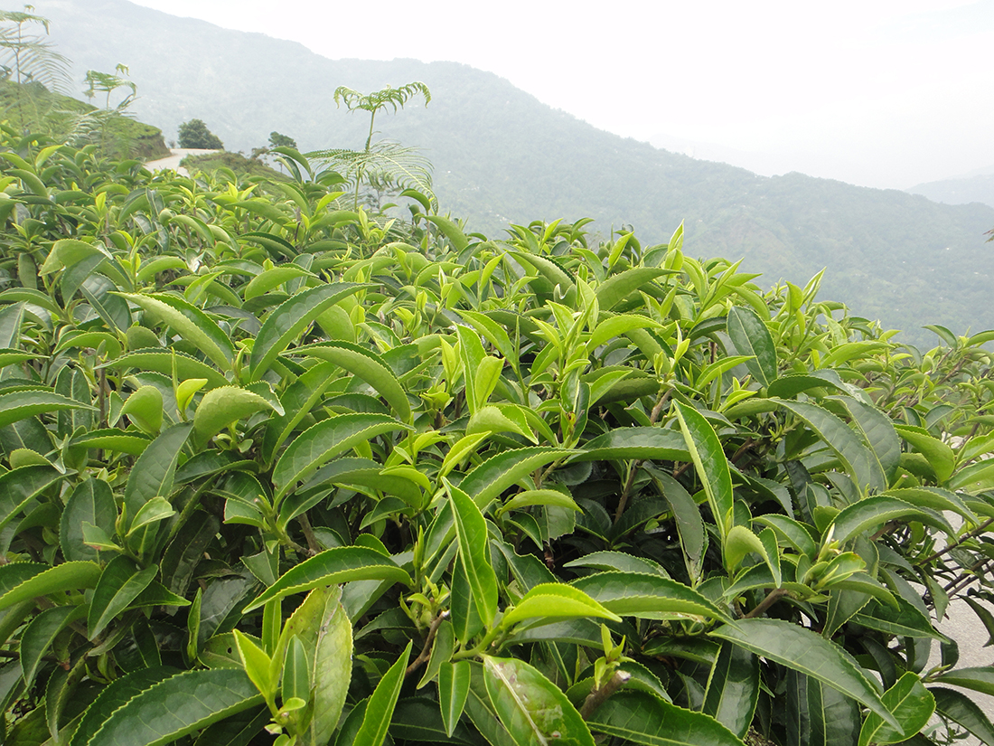 Teebusch mit frischen Blättern, var. sinensis aus Teesamen