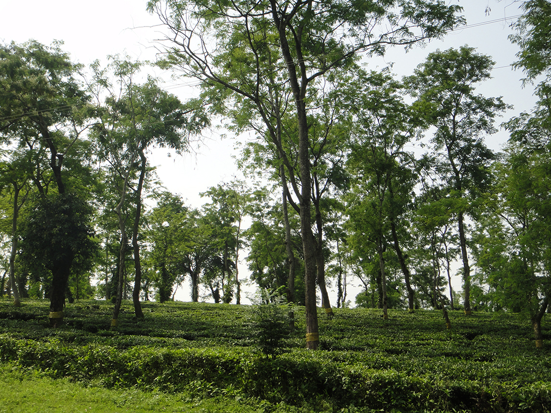 Teegarten Assam
