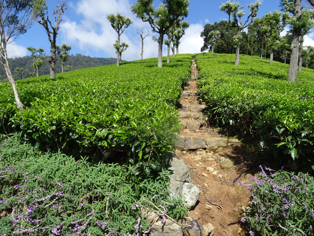 Teeplantage von Havukal in Kotagiri, Tamil Nadu