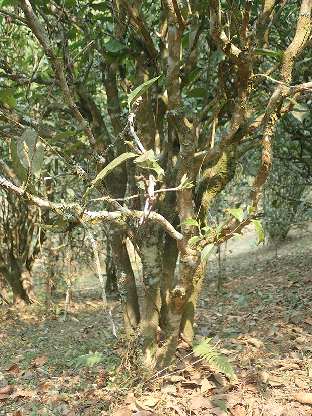 Ein alter Teebaum in Yiwushan beim Dorf Manxiu