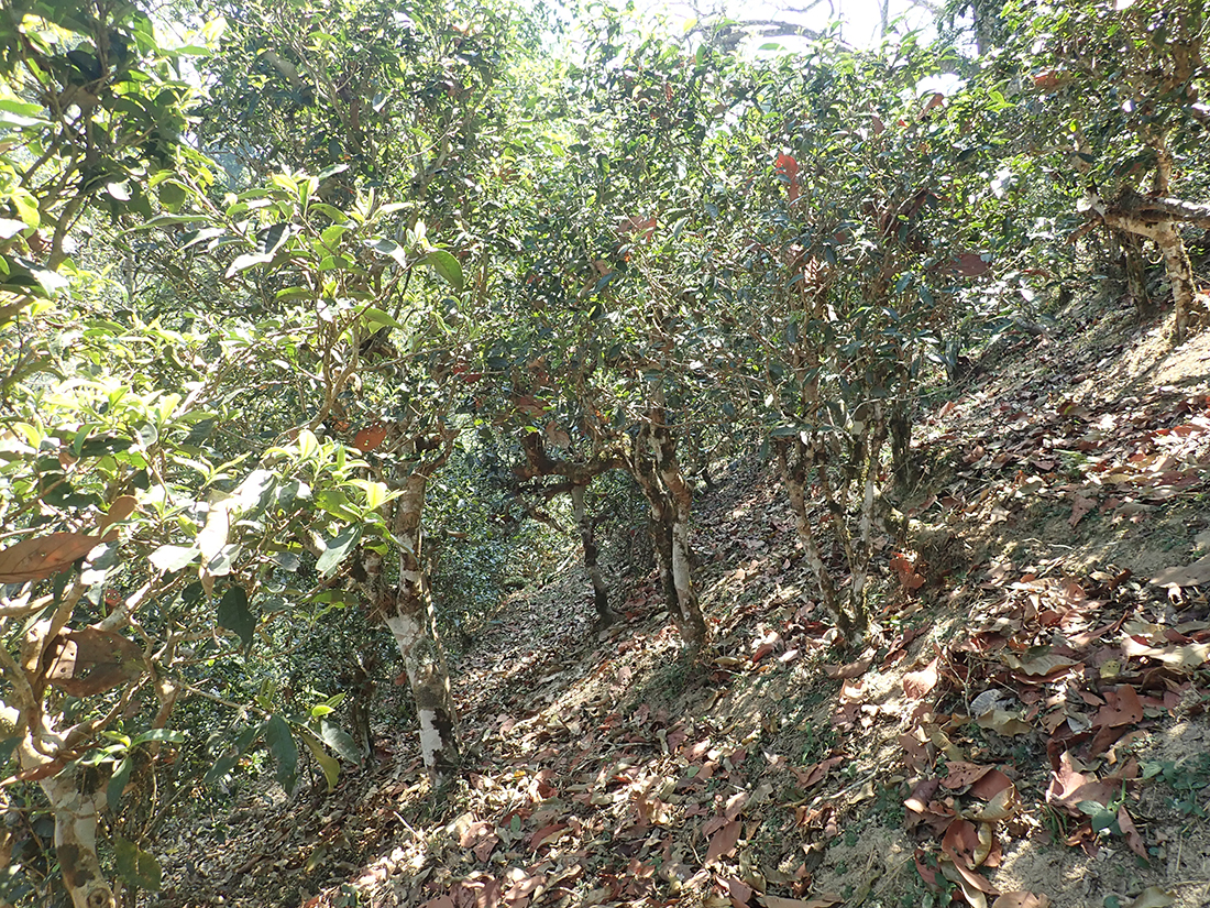 Alte Teebäume für Pu Er