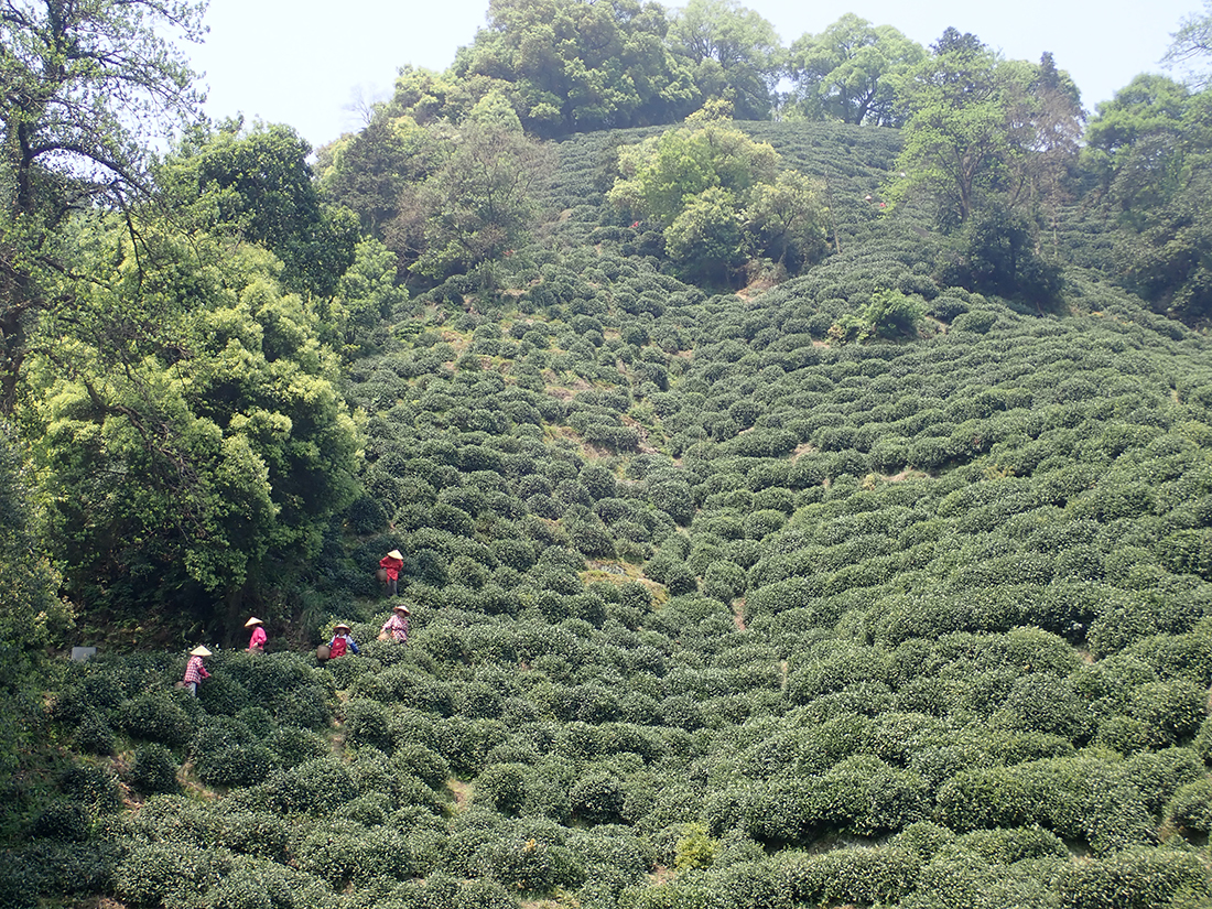 Teegarten unseres Produzenten für Long Jing Shi Feng