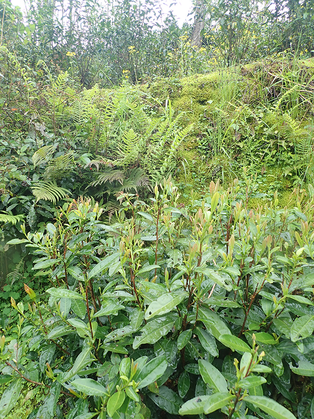 Von Pflanzen überwucherter Teegarten