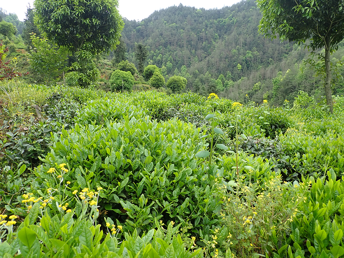 Pflückbereite Büsche der Varietät Huangshan Dayezhong