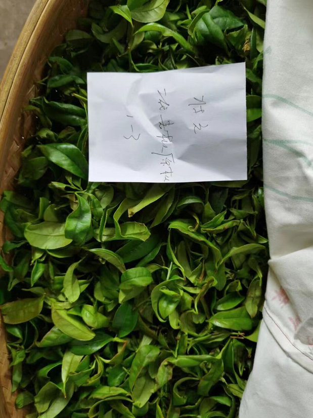 Oxidierende Blätter für Fenghuang Dancong