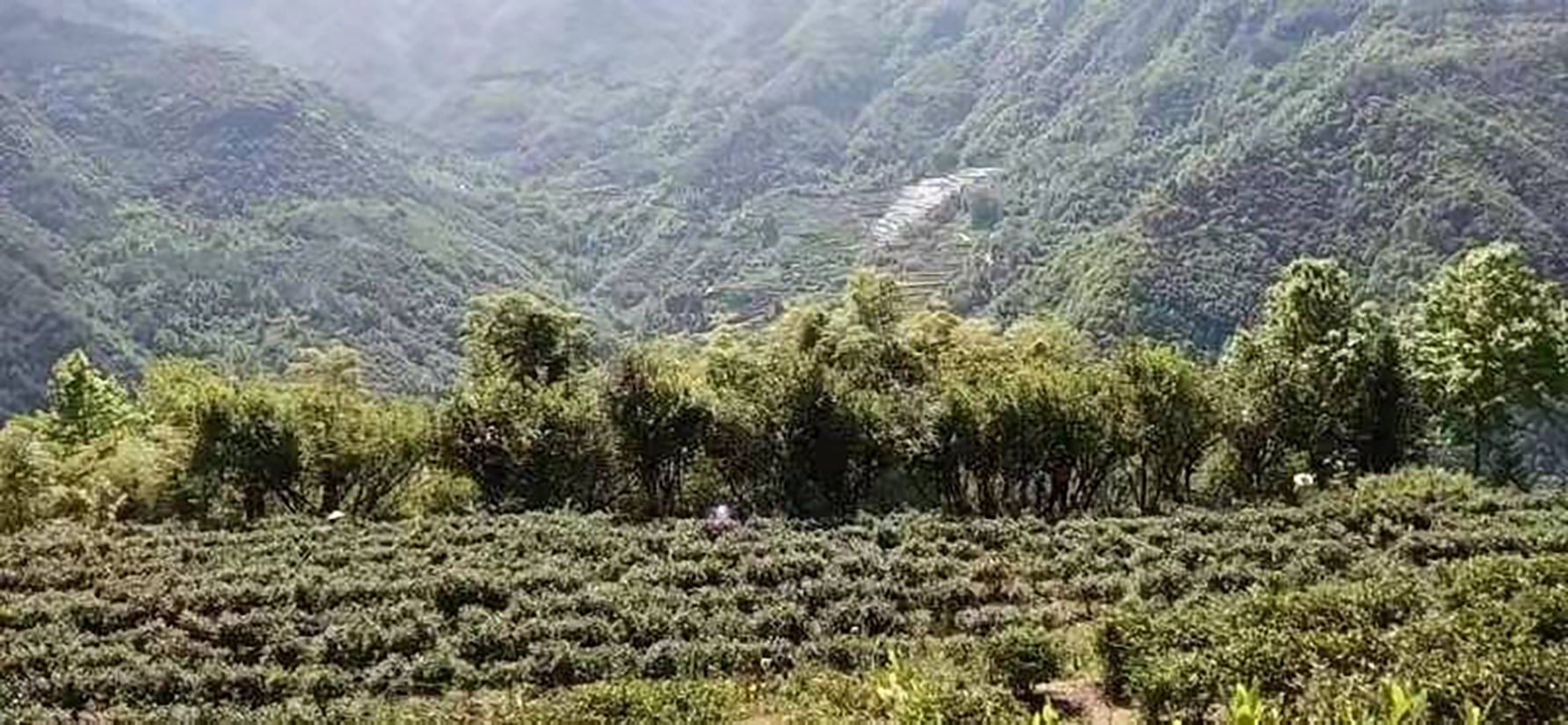 Die verwildeteten Teebäume am Rande des Teegartens
