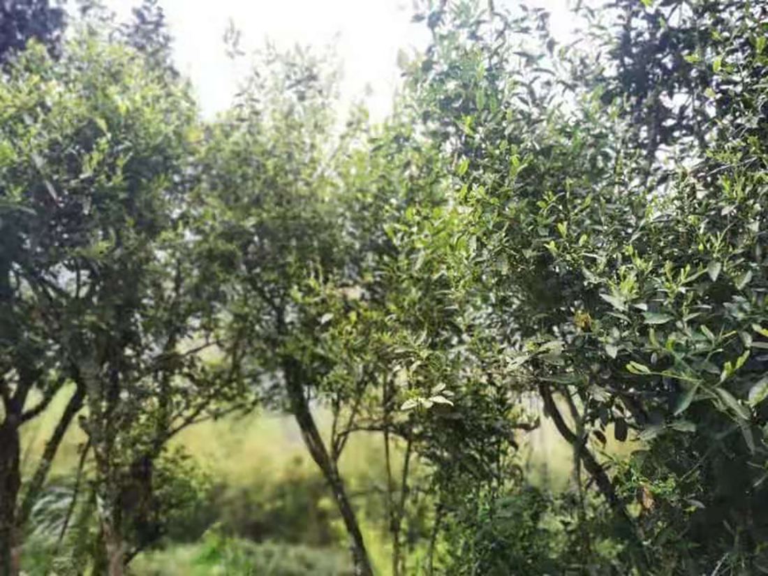 Verwilderte alte Teebüsche in Zhejiang