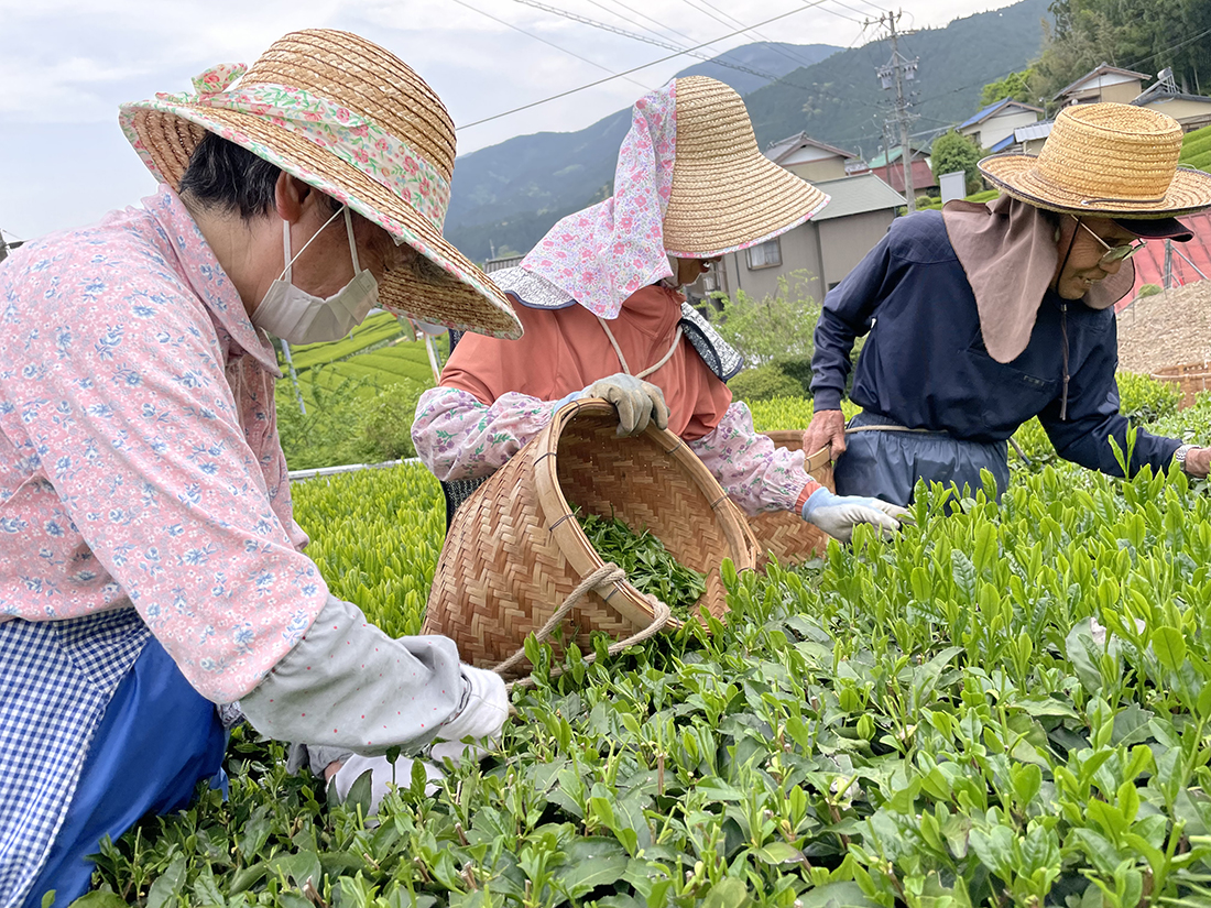 Teepflückerinnen in Shizuoka