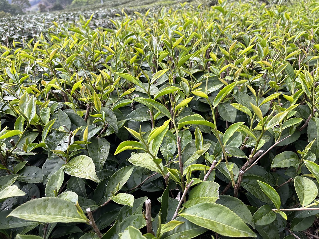 Oberer Teil des Teegartens in Muzha mit Jinxuan-Varietät