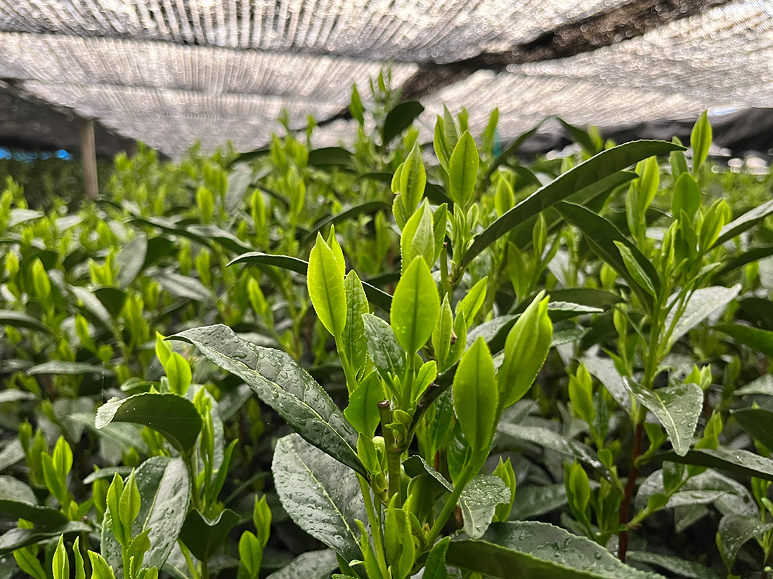 Teepflanzen der Varietät Tsuyuhikari in Hoshino