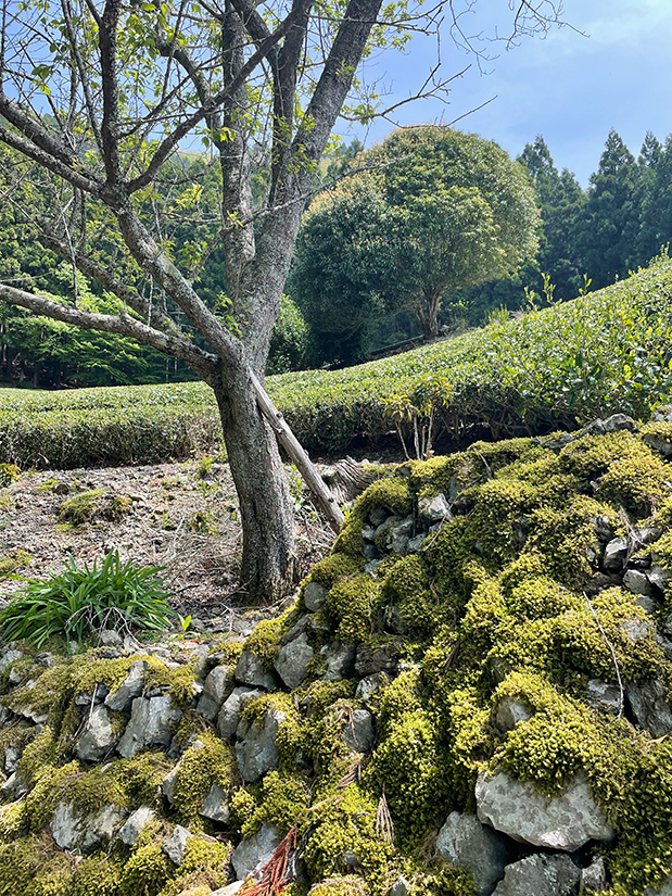 Moosbewachsene Steine in den Gärten der Familie Tsuchiya deuten auf eine intakte Biodiversität