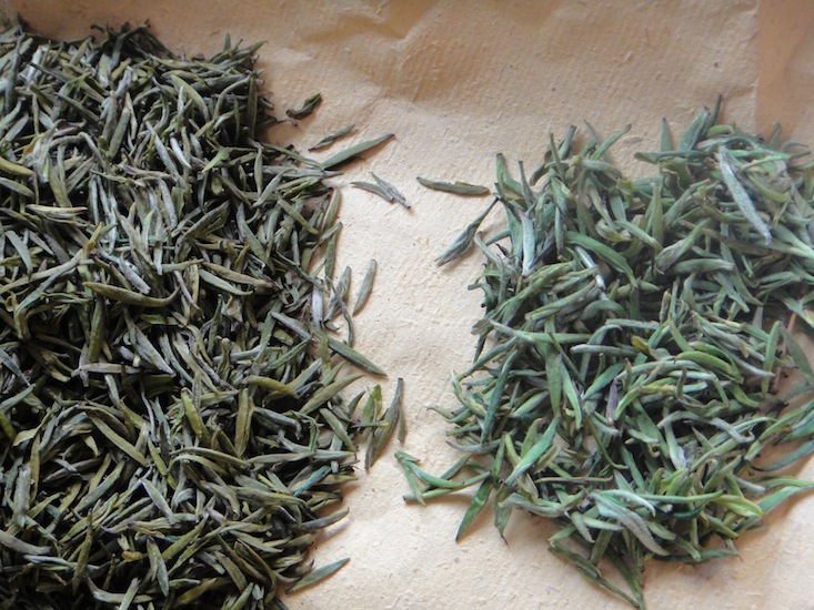 Der Gelbe Tee nach dem ersten Durchgang schwül gelben (Menhuang) im warmen Ofen im Vergleich mit einem fast fertig verarbeiteten Grünen Tee