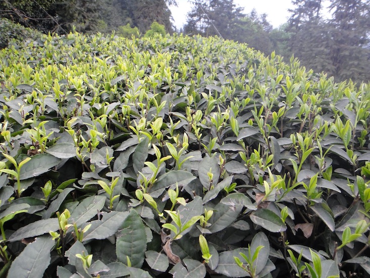 Frisch gewachsene Blätter der Teepflanze Lao Chuan Cha, der alten lokalen Varietät in Sichuan, woraus auch unser Mengding Huangya gemacht wird