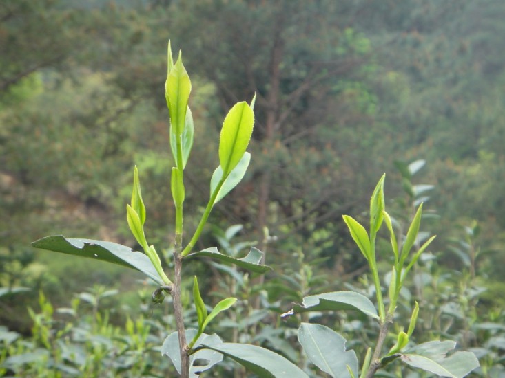 frisch gesprossene Blätter der Varietät Shui Xian