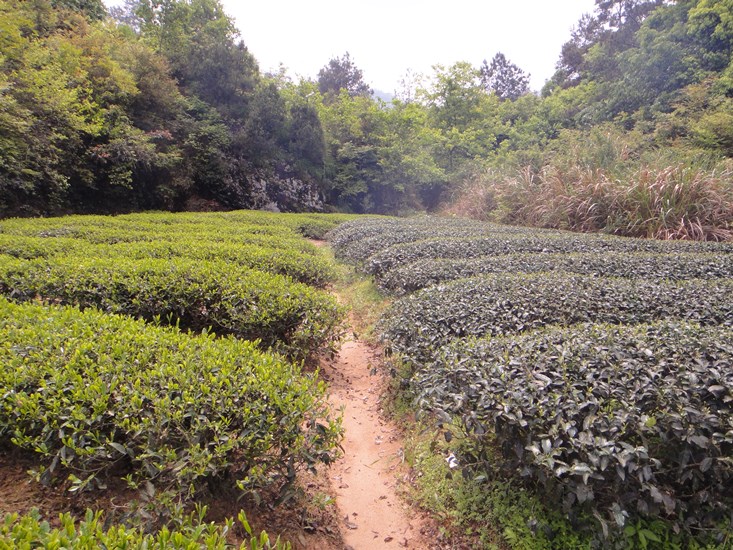 Zwei verschiedene Teepflanzenvarietäten: links Huang Guan Yin, rechts Rou Gui in Wuyishan, Bishiyan