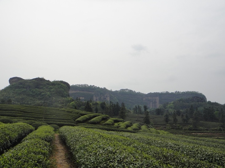 Kultivierte Teegärten mit verschiedenen Teepflanzen in Wuyishan, Yuhuayan