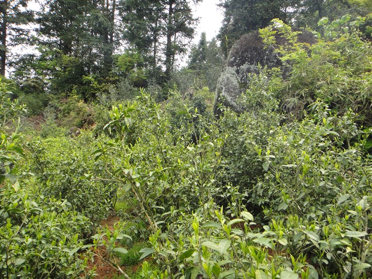 Teepflanzen der Varietät Bei Dou für Da Hong Pao in Wuyishan, Yuhuayan