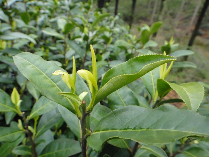 Teepflanze mit weisslichen Blättern